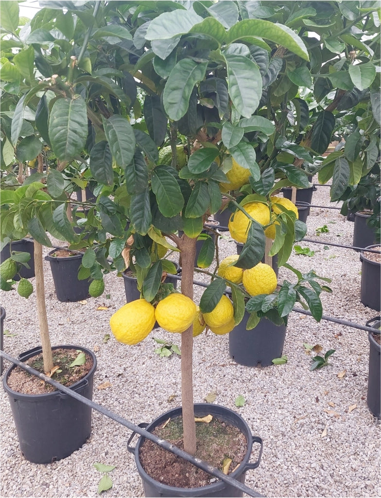 Gardenaria Cedro - Citrus medica - Pianta di agrume da frutto in vaso Altezza: 70/80 cm (vaso 22)