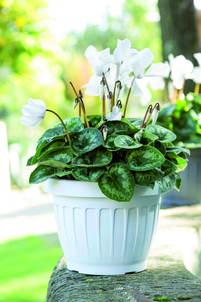 Bama VASO TONDO TERRA Col. Bianco Ø cm. 35x26 h