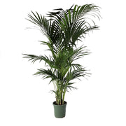 Pianta di KENTIA VERA da appartamento PALMA HOWEA in vaso 22 cm FOTO REALE h 150