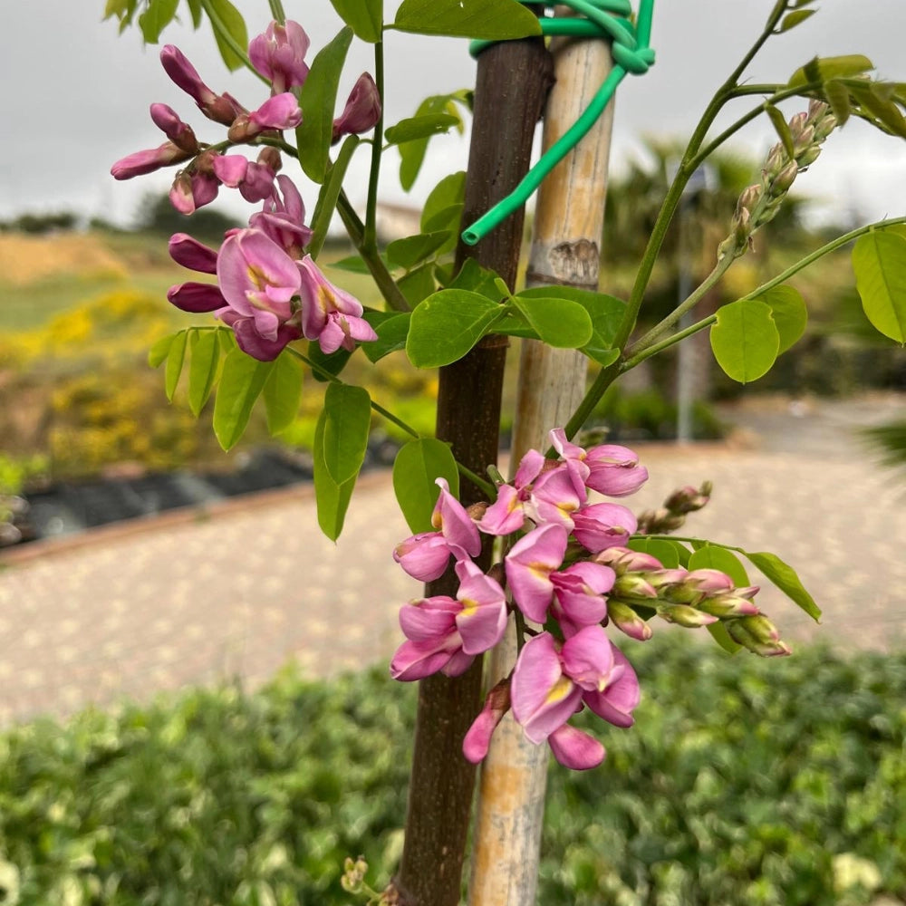 Pianta di acacia Robinia fiore rosso Georgia da Torino in vaso 24 cm AMDGarden