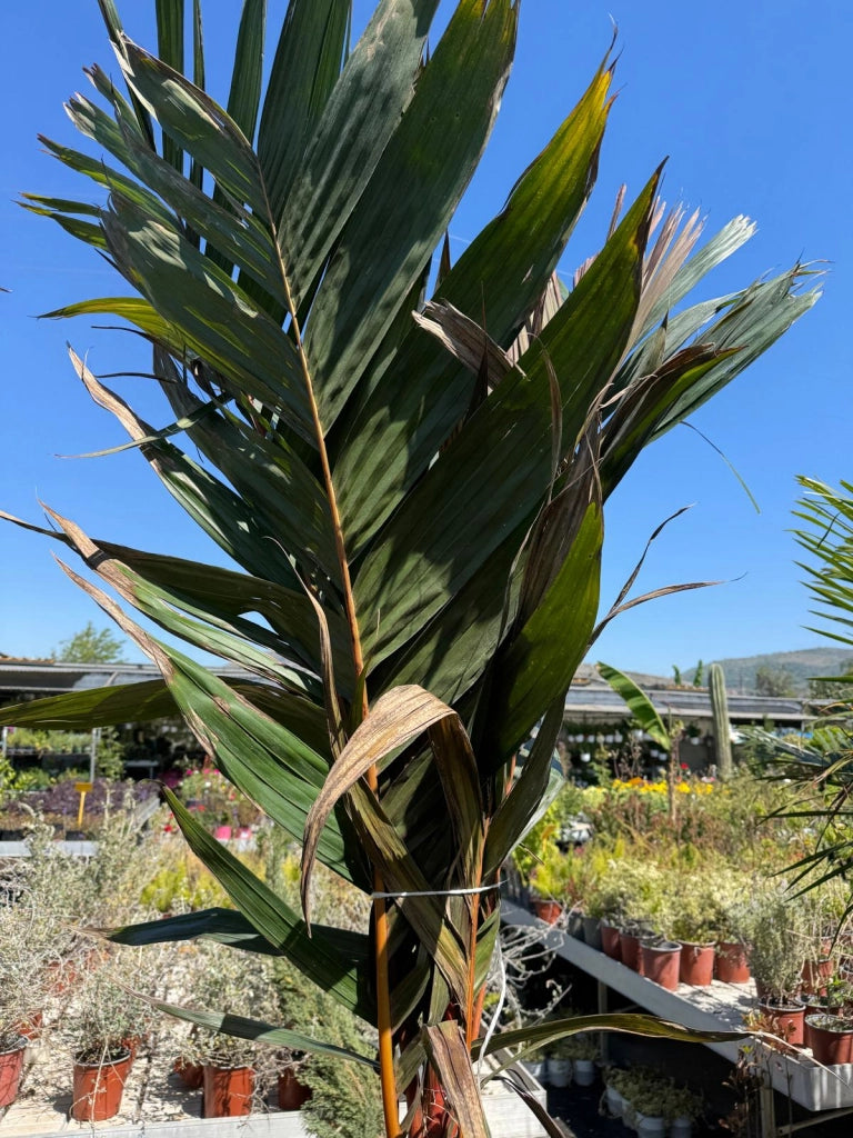 Areca vestiaria H 2 m vaso 45 – Palma tropicale a corona arancione foto reali