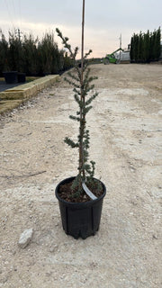 CEDRUS ATLANTICA GLAUCA VASO 24