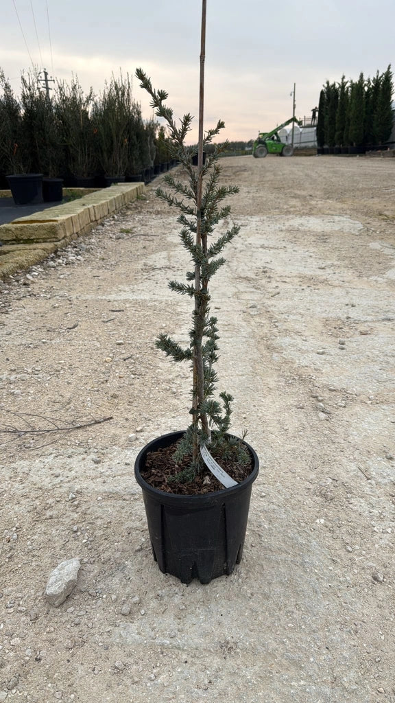 CEDRUS ATLANTICA GLAUCA VASO 24