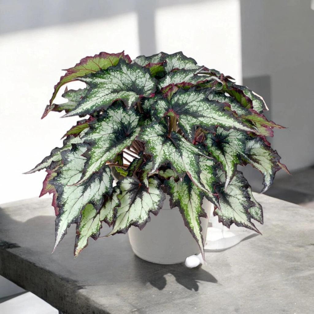 Gardenaria Begonia rex 'Green Valley' - Pianta da interno ornamentale Altezza: 25 cm (vaso 13)
