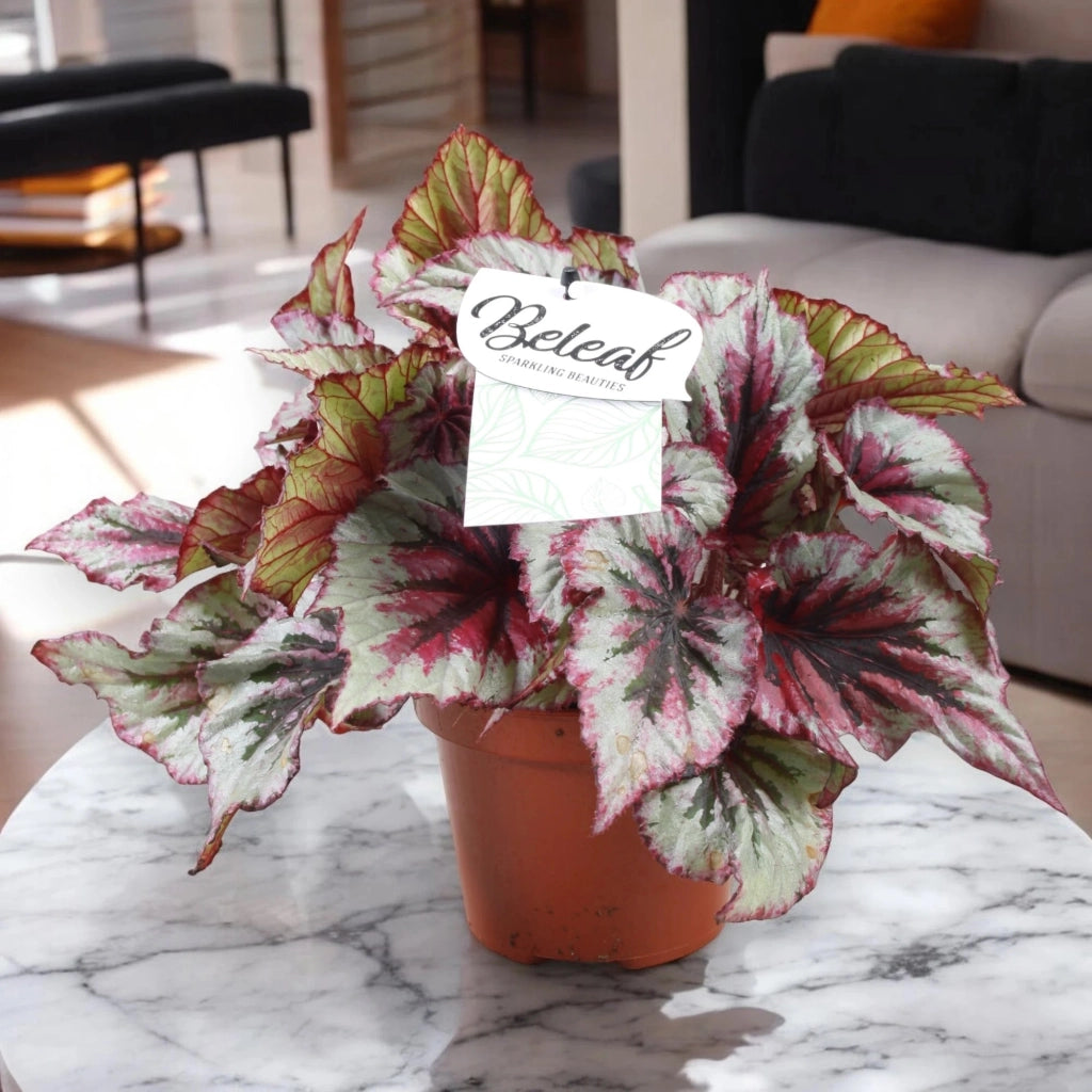 Gardenaria Begonia rex 'Evening glow' - Pianta da interno ornamentale Altezza: 22 cm (vaso 12)