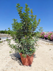 Lentisco Pistacia Lentiscus Cespuglio 50 cm Pianta Mediterranea Sempreverde