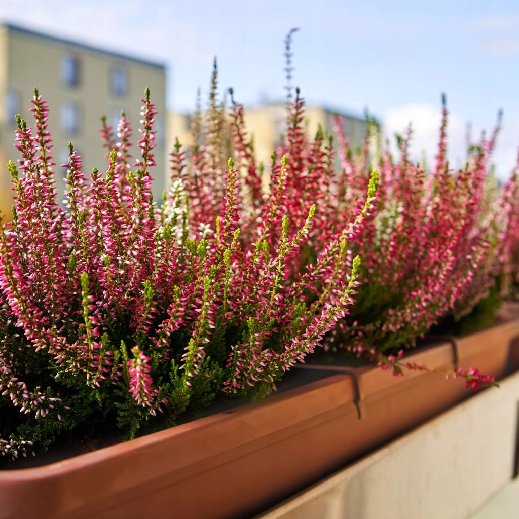 Vaso da fiori KADAX per balcone, 80 cm, con base oblunga