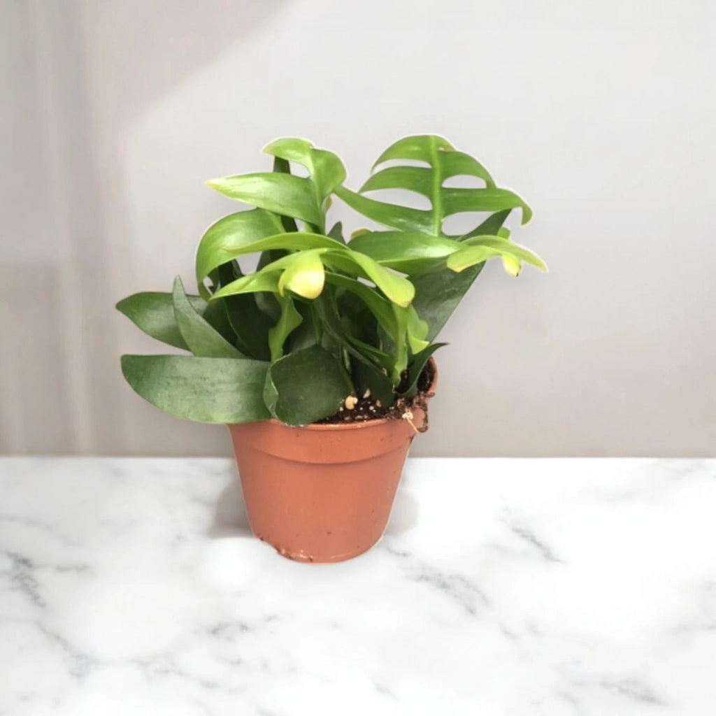 Gardenaria Epiphyllum chrysocardium - Pianta da interno ornamentale Altezza: 22 cm (vaso 12)