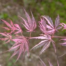 Acer palmatum ‘Extravaganza’ rosa – Acero giapponese ornamentale