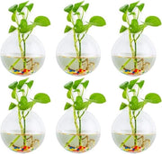 Bacini per piante - Bacino per piante ad attacco alla parete vasi per piante in vetro a forma di sfera contenitori per terrarium vasi con pietre colorate per interni ed esterni per uso domestico giardino ufficio matrimonio