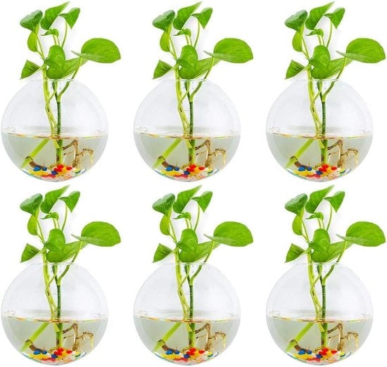 Bacini per piante - Bacino per piante ad attacco alla parete vasi per piante in vetro a forma di sfera contenitori per terrarium vasi con pietre colorate per interni ed esterni per uso domestico giardino ufficio matrimonio
