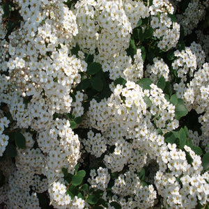 Pianta di SPIREA BIANCA biancospino bianco puro IN VASO 16/18 CM FOTO REALE