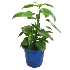 1 Pianta di PEPERONCINO PICCANTE HABANERO CHOCOLATE IN VASO 17 CM peperoncini