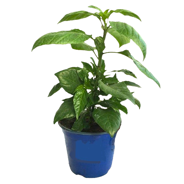 1 Pianta di PEPERONCINO PICCANTE HABANERO CHOCOLATE IN VASO 17 CM peperoncini