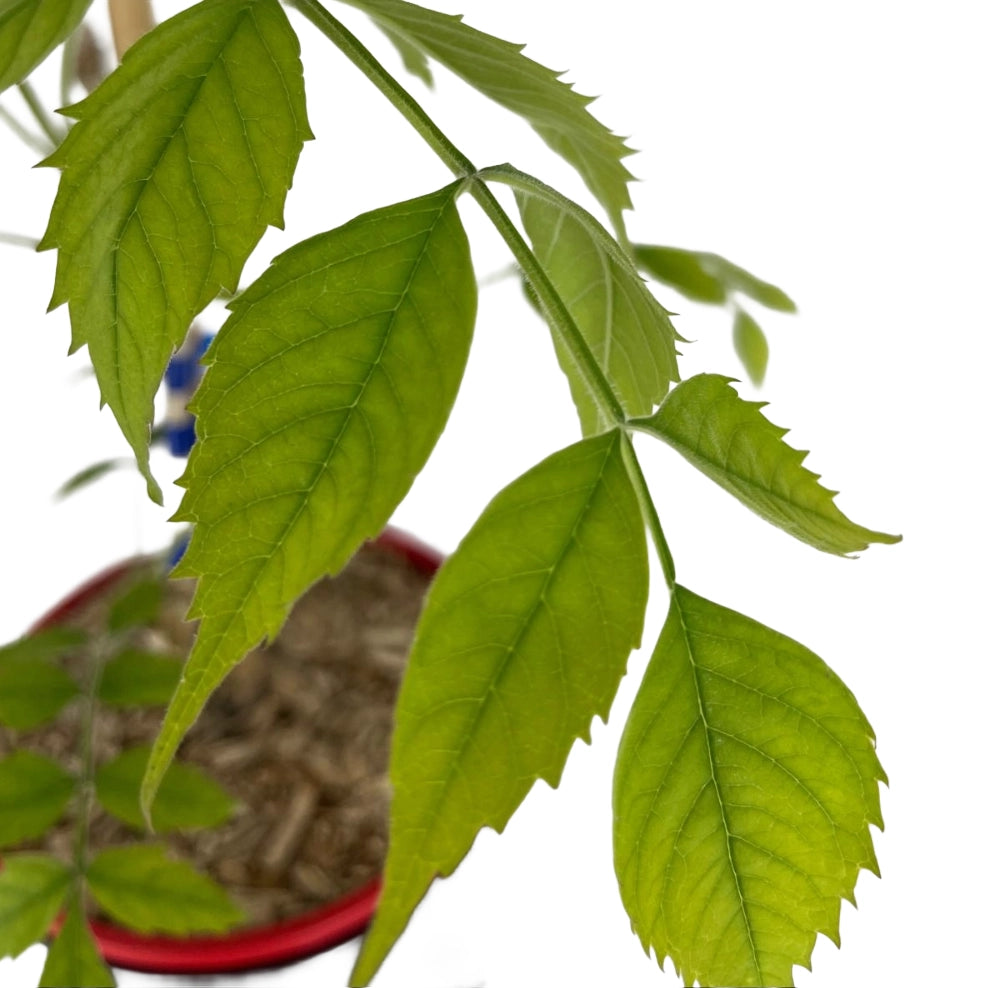 BIGNONIA ROSSA Atropurpurea Tromba d'Angelo vaso 18cm AMDGarden