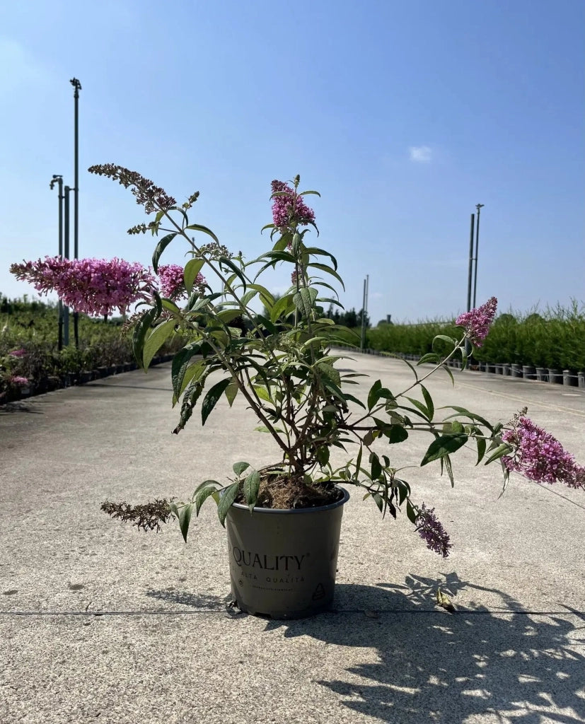 Gardenaria Buddleja davidii 'Pink Delight' - Arbusto ornamentale da giardino Altezza: 40/60 cm (vaso19)