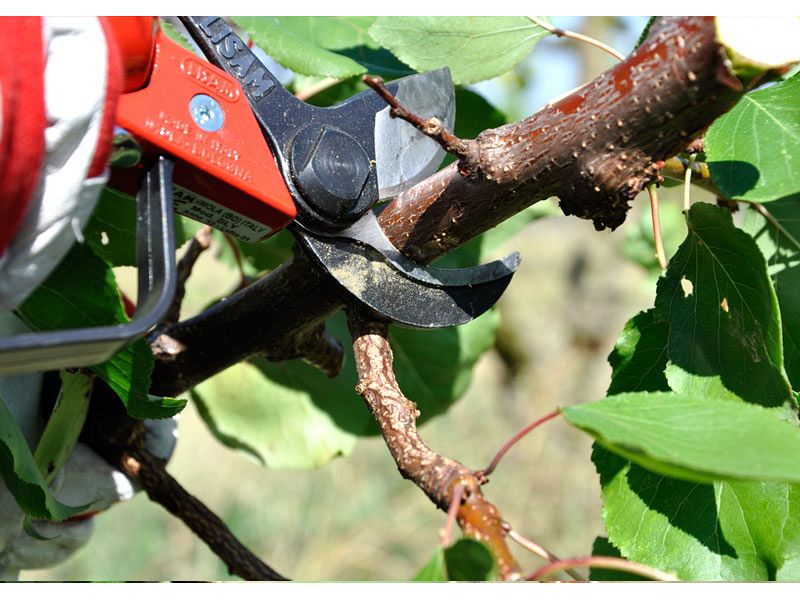 Forbice da potatura pneumatica Lisam Sly per frutteto e oliveto con olio Slip - Solo Forbice