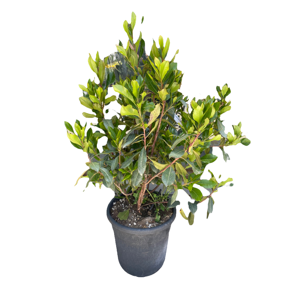 Pianta di CORBEZZOLO cespuglio ARBUTUS UNEDO frutti rossi VASO 24 FOTO REALE