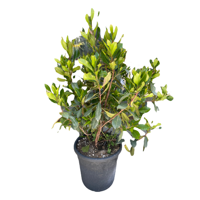 Pianta di CORBEZZOLO cespuglio ARBUTUS UNEDO frutti rossi VASO 24 FOTO REALE