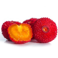 Pianta di CORBEZZOLO cespuglio ARBUTUS UNEDO frutti rossi VASO 24 FOTO REALE