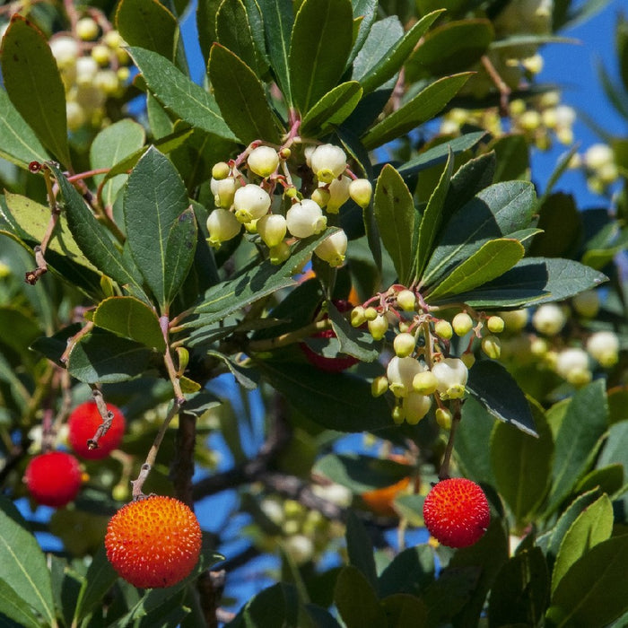 Pianta di CORBEZZOLO cespuglio ARBUTUS UNEDO frutti rossi VASO 24 FOTO REALE