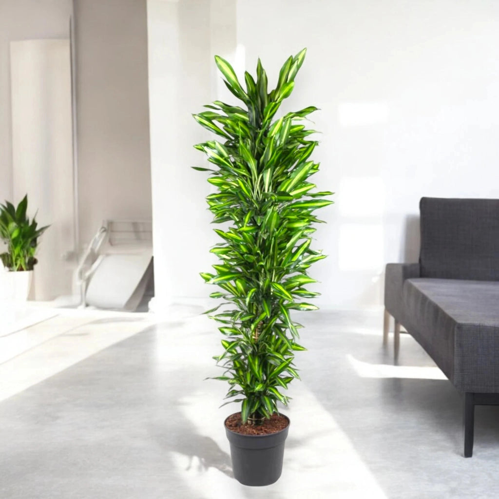 Gardenaria Dracaena fragrans 'Cintho' - Pianta da interno ornamentale Altezza: 230 cm (vaso 40)