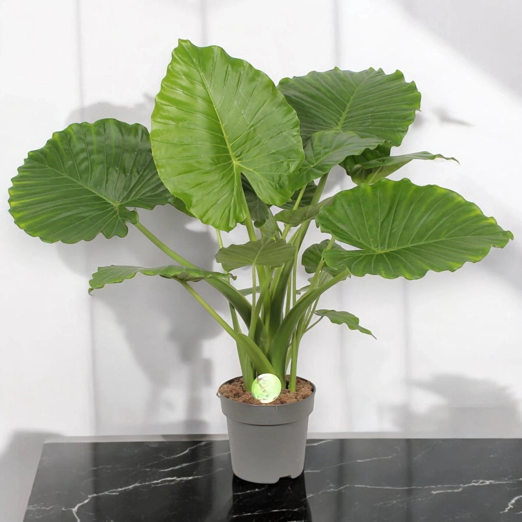 Gardenaria Alocasia gageana - Pianta da interno ornamentale Altezza: 85 cm (vaso 21)