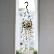 Gardenaria Ceropegia woodii variegata - Pianta da interno ornamentale Altezza: 20 cm (vaso 8)