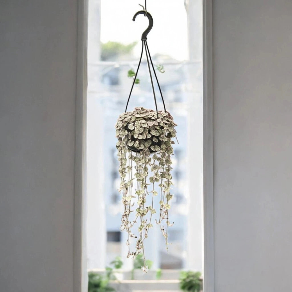 Gardenaria Ceropegia woodii variegata - Pianta da interno ornamentale Altezza: 20 cm (vaso 8)