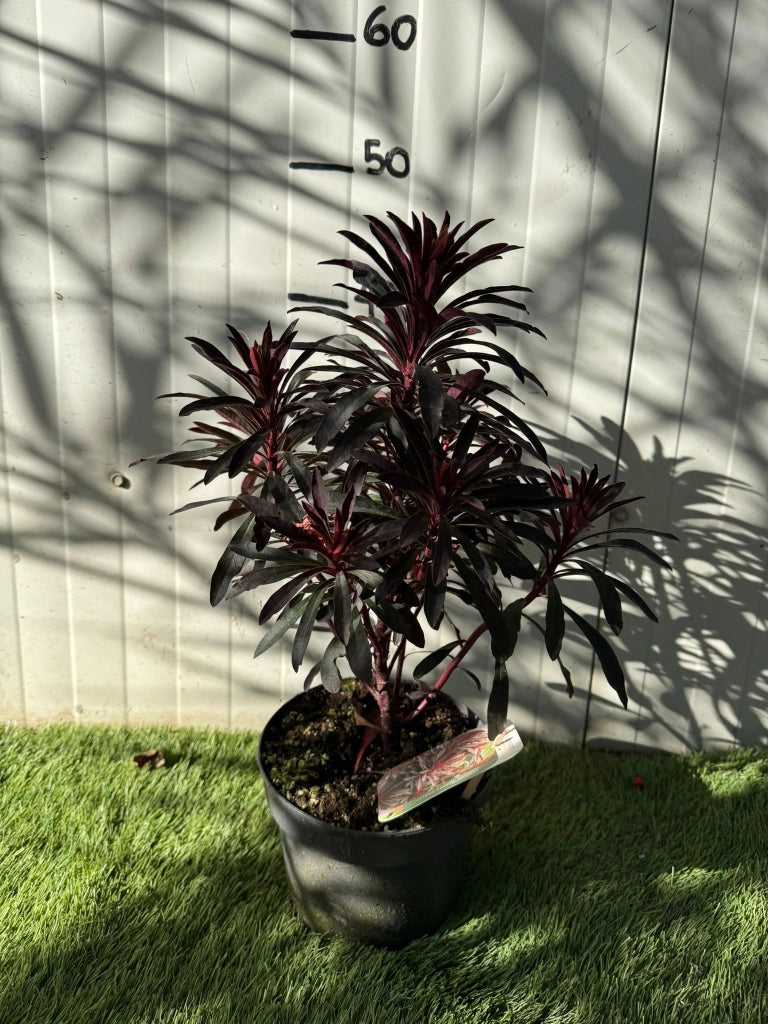 Euphorbia Hybrida  Miners Merlot foto reali h 45/50 cm