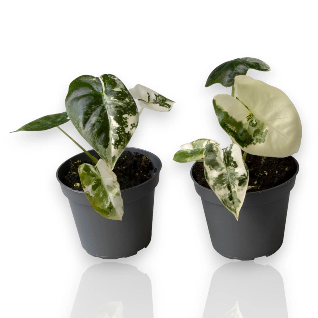 Gardenaria Alocasia variegata - Pianta da interno ornamentale Altezza: 12 cm (vaso 6)