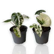 Gardenaria Alocasia variegata - Pianta da interno ornamentale Altezza: 12 cm (vaso 6)