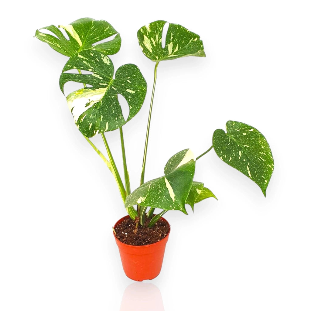 Gardenaria Monstera deliciosa 'Thai Constellation' - Pianta da interno ornamentale Altezza: 35 cm (vaso 12)