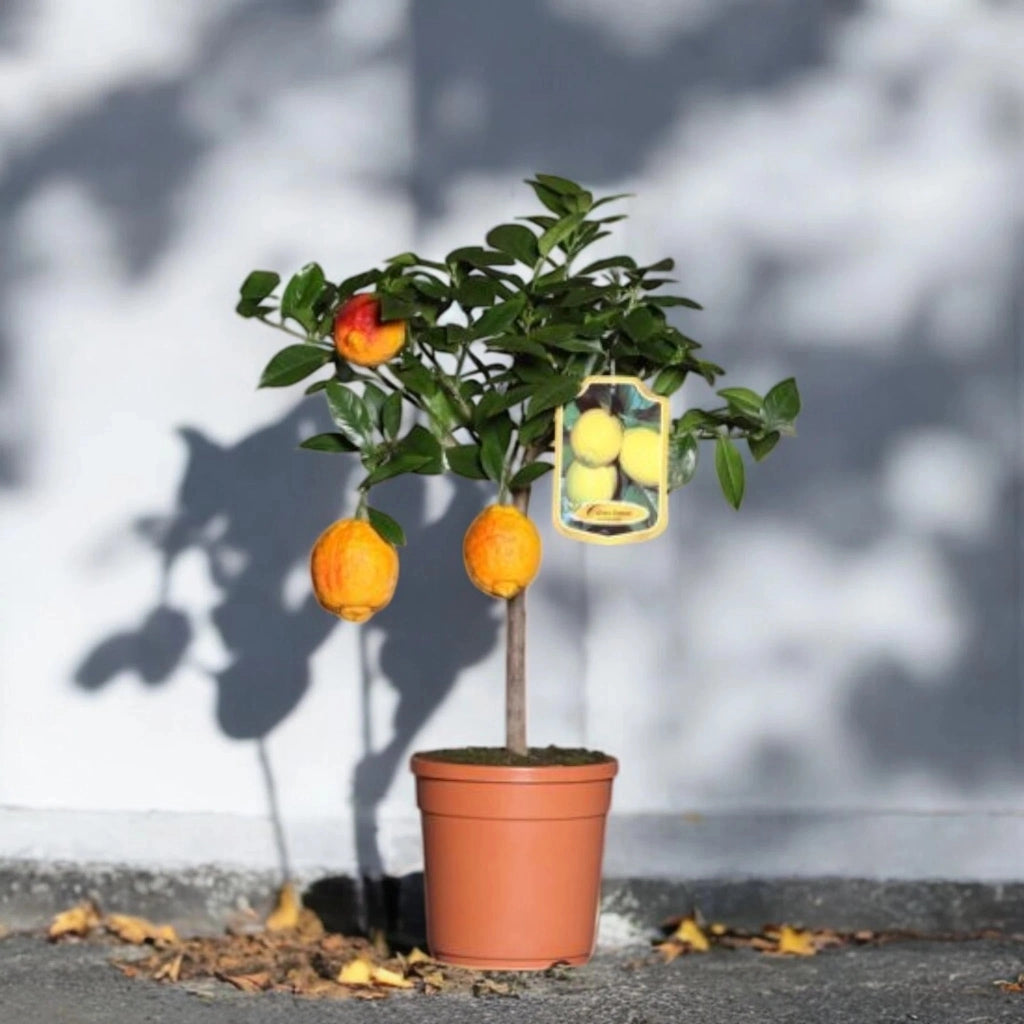 Gardenaria Limone Rosso - Citrus limon varietà rossa - Pianta di agrume da frutto in vaso Altezza: 40 cm (vaso 15)