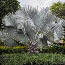 Bismarckia nobilis Silver H 180cm Palma tropicale foglia argento foto reale