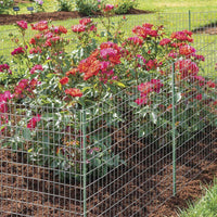 Rete Metallica Elettrosaldata 2 x 25 mt Maglia 50x75mm Zincata per Recinsione