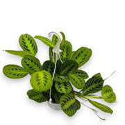 Gardenaria Maranta leuconeura 'Lemon Lime' - Pianta da interno ornamentale Altezza: 40 cm (vaso 15)