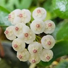 Hoya Overing Rotundiflora Pianta Tropicale da Collezione Vaso 12 cm