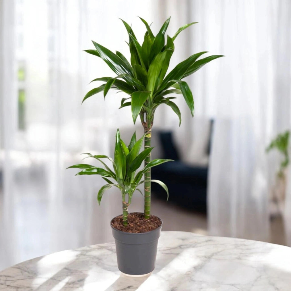 Gardenaria Dracaena fragrans 'Janet craig' - Pianta da interno ornamentale Altezza: 100 cm (vaso 24)