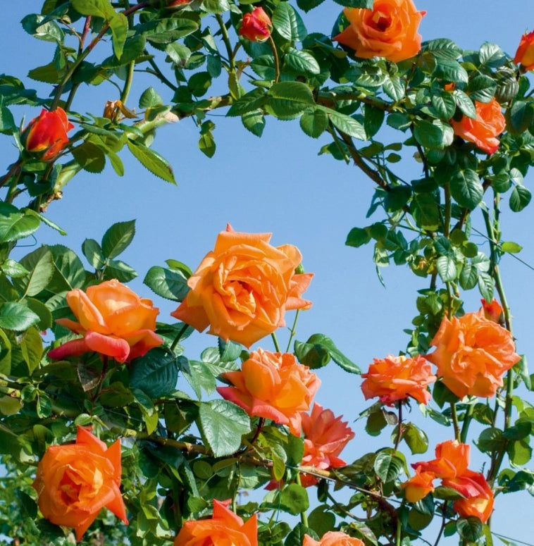 Rosa LOUIS DE FUNES ® Meirestif