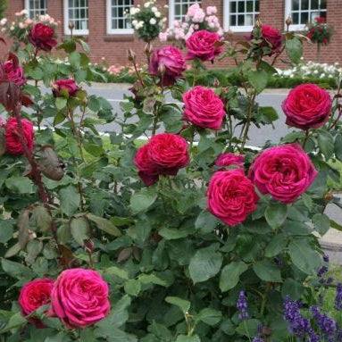 Gardenaria Rosa 'Grafin Diana' - Rosa da giardino Altezza: 40/50 cm (vaso20)