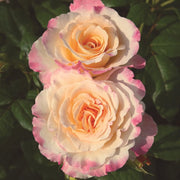 Gardenaria Rosa 'Aquarell' - Rosa da giardino Altezza: 40/50 cm (vaso20)