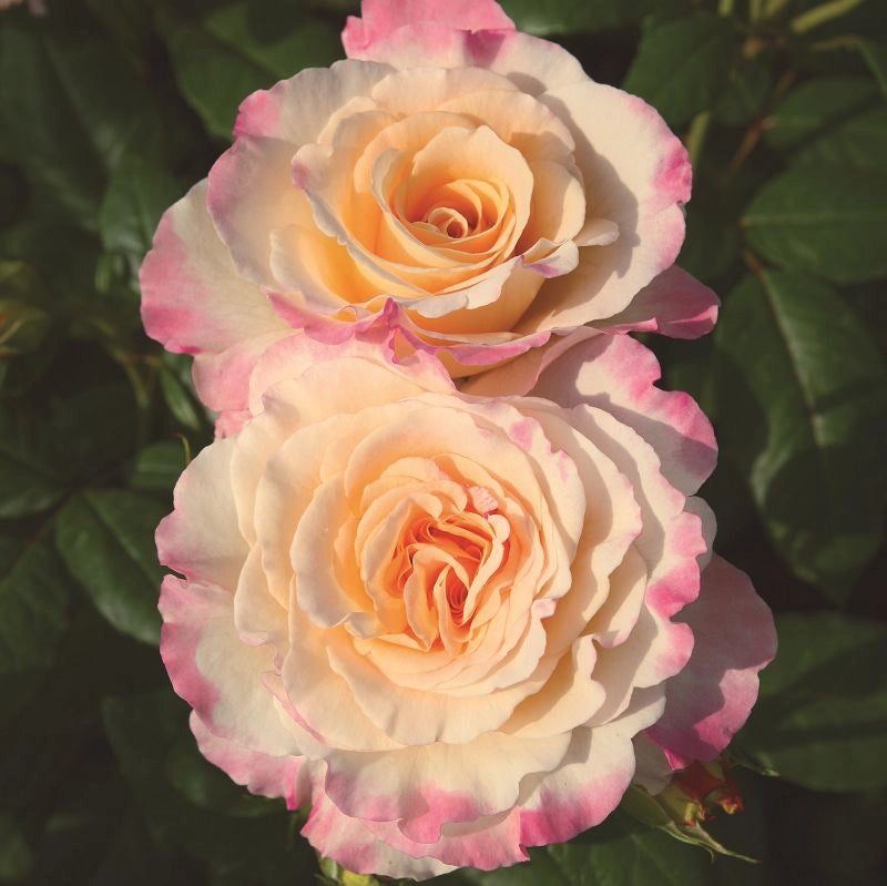 Gardenaria Rosa 'Aquarell' - Rosa da giardino Altezza: 40/50 cm (vaso20)