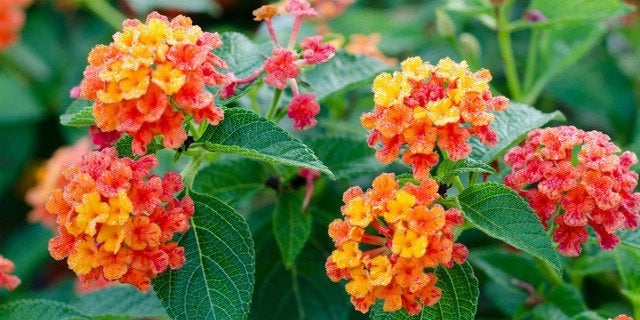 Lantana Camara vaso 18cm