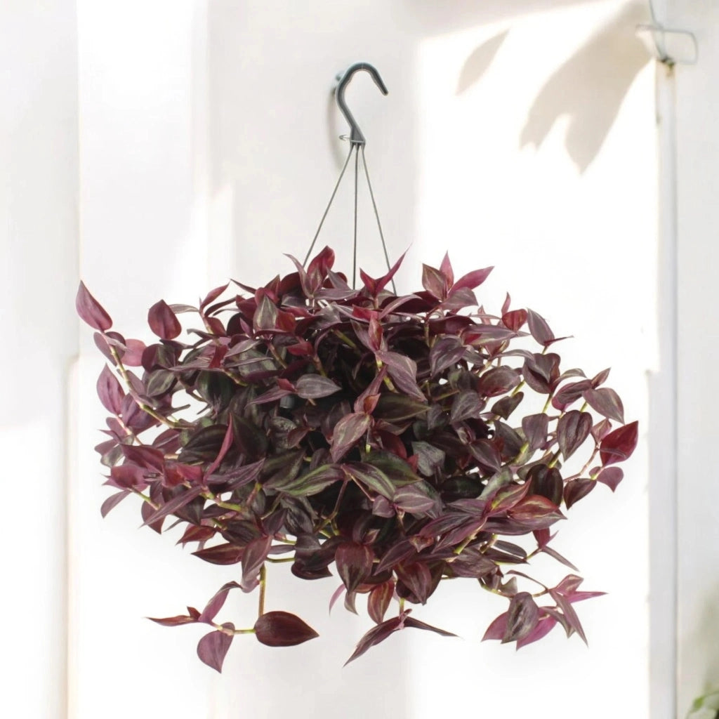 Gardenaria Tradescantia 'Jewel Red' - Pianta da interno ornamentale Altezza: 25 cm (vaso 17)