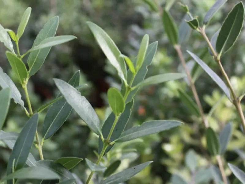 Gardenaria Phyllirea angustifolia - Arbusto ornamentale da giardino Altezza: 30/40 cm (vaso19)
