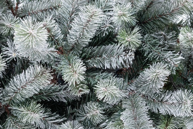 Albero di Natale Slim Serrone ghiacciato H210 con 918 rami
