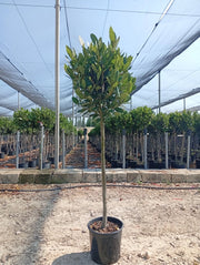 LAURUS NOBILIS ALB.24 1/2 FUSTO