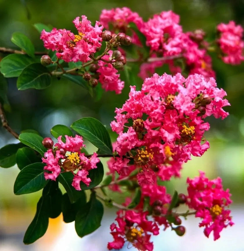 Gardenaria Lagerstroemia indica 'Rubra repens' - Arbusto ornamentale da giardino Altezza: 40/60 cm (vaso19)