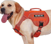 Coda di Cavallo per Cani (arancione, L)